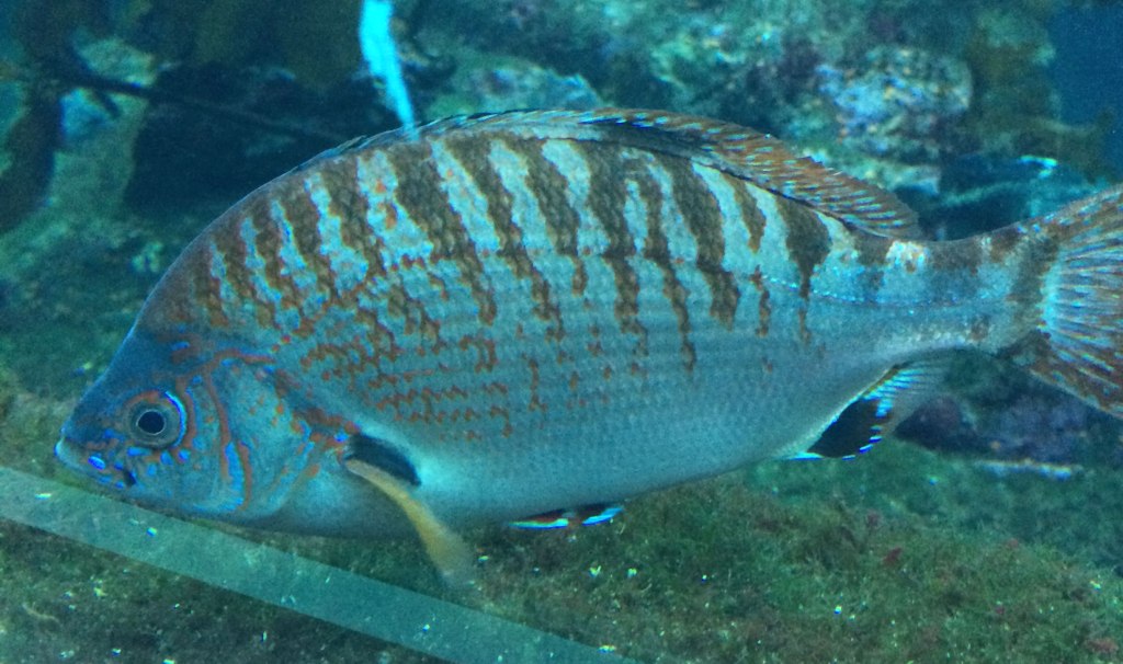 Rainbow seaperch, Hypsurus caryi