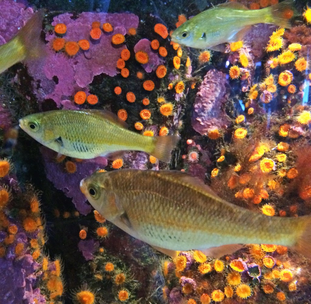 Reef perch, Micrometrus aurora | Monterey Aquarium