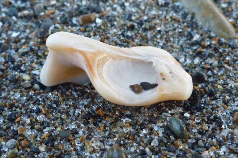 Fat gaper chondrophore