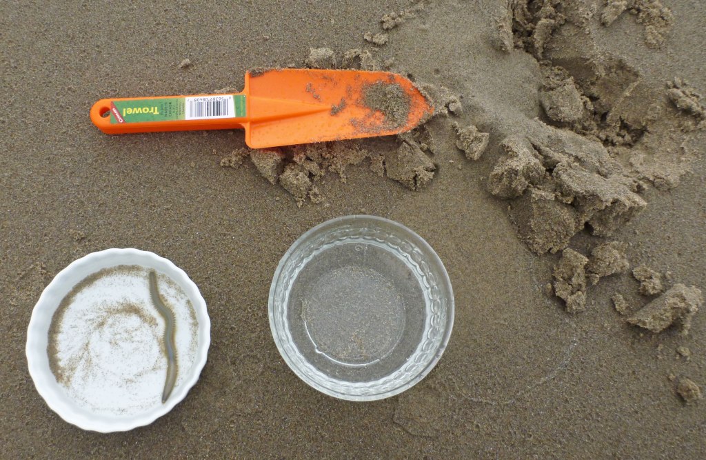 Two finger bows, white and clear, with a good-sized Nephtys in the white one. Alos shown is my orange plastic spade and the now dug up burrow