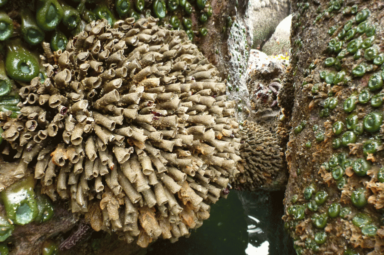 Northern feather-duster, Eudistylia vancouveri