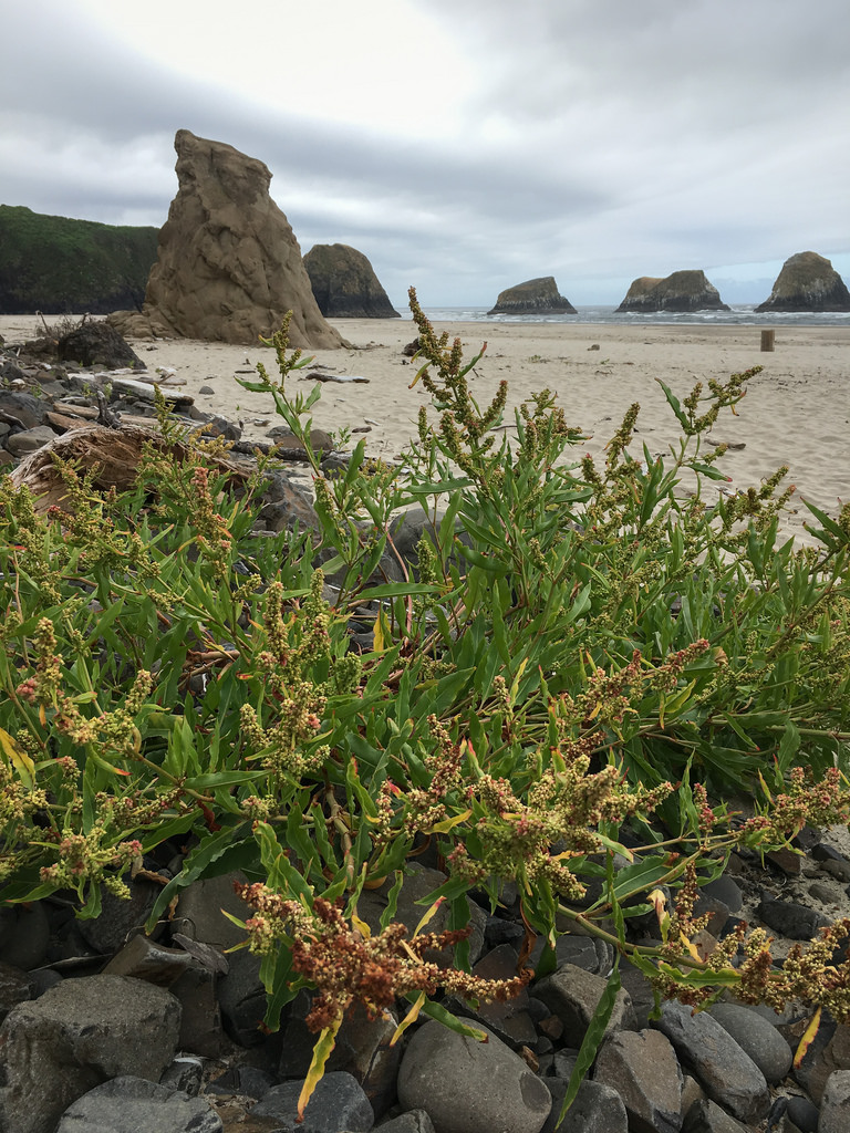 In flower, among the cobbles just above the sand