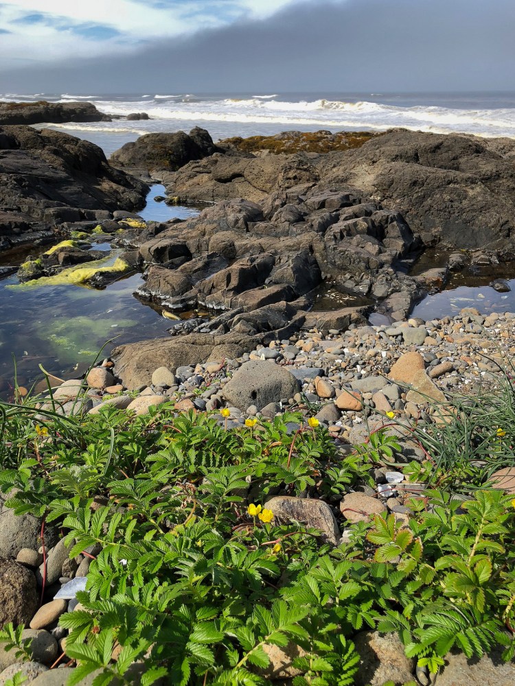 View from the cobbles, out across the reef, to the surf zone