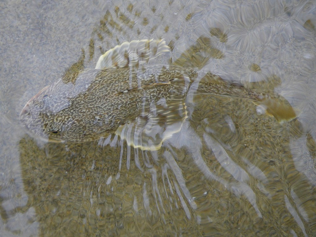 In shallow water over sand