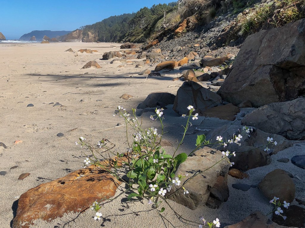 On the sand, among cobbles and bigger rocks