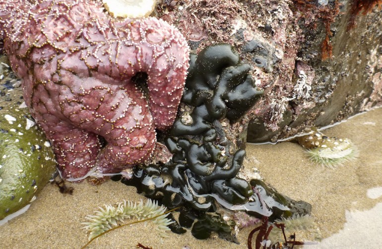 Codium next to a purple starfish