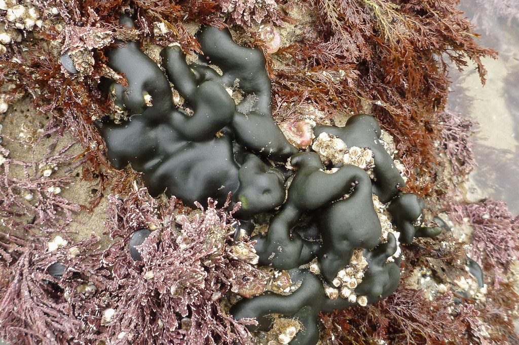Intimate view, exposed at low tide