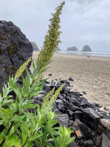 Leaning out from the rubble at the base of the mountain.