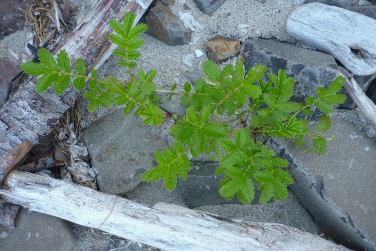Small plant in the cobbles, driftwood, and drifted Velella