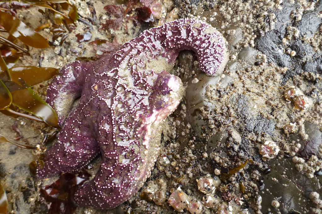 16835533984_5fb3b32068_b