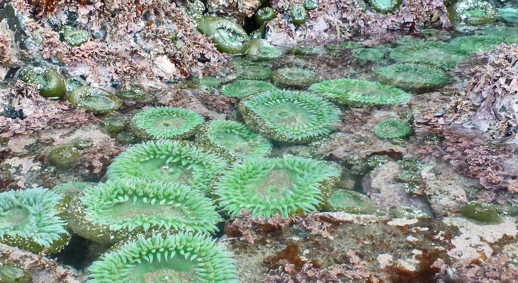 16835671064_8cabf60ed9_b