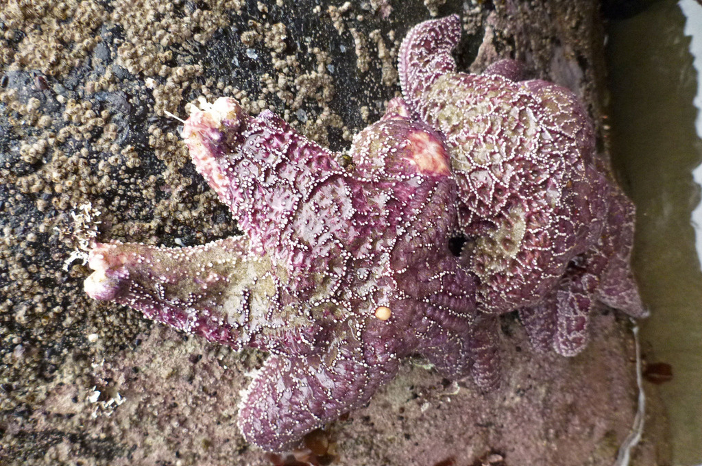 16837819573_5980e9389f_b