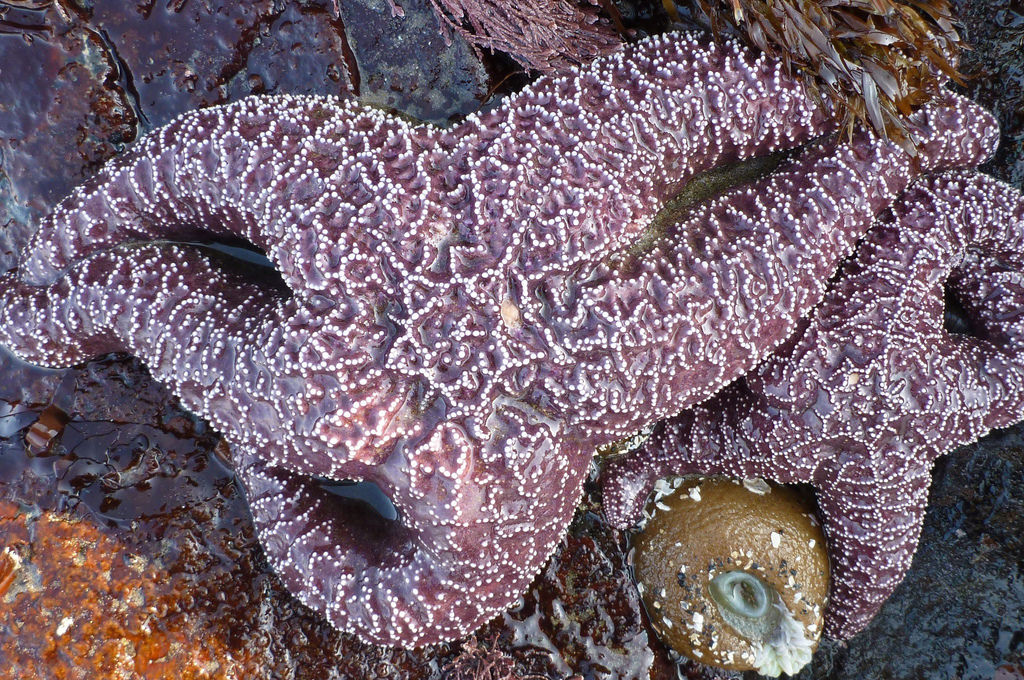 17270520420_8ef3853d8e_b