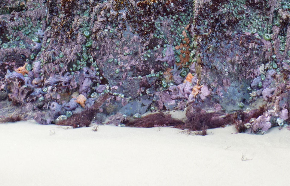 17270595920_667a44d26e_o