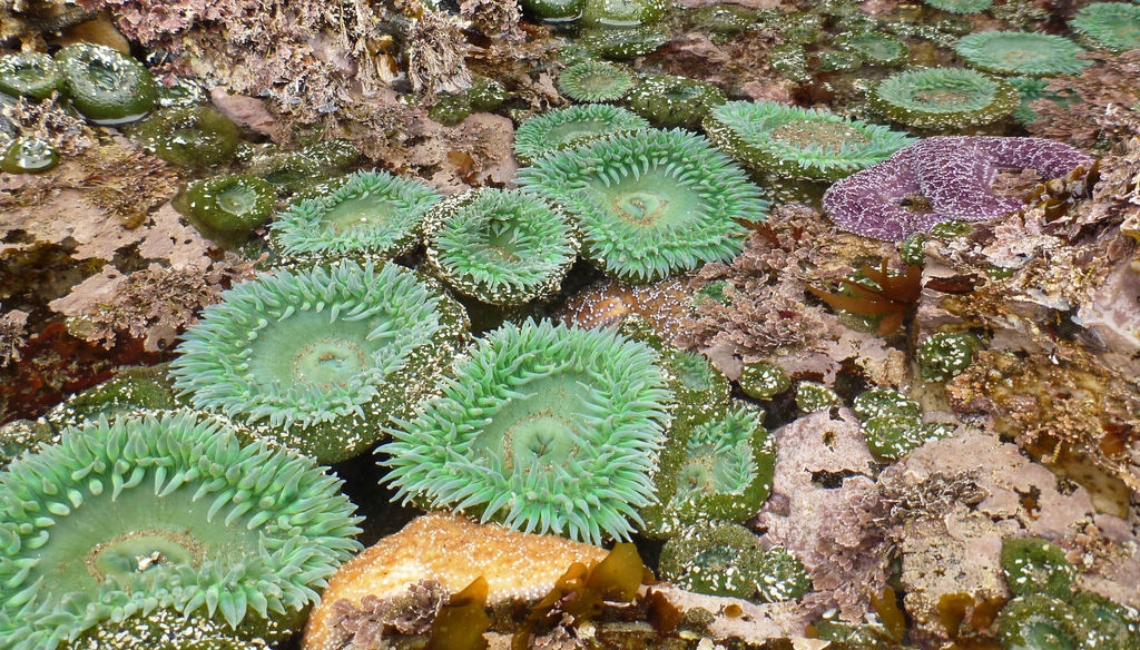 17270635950_558b820dbe_b