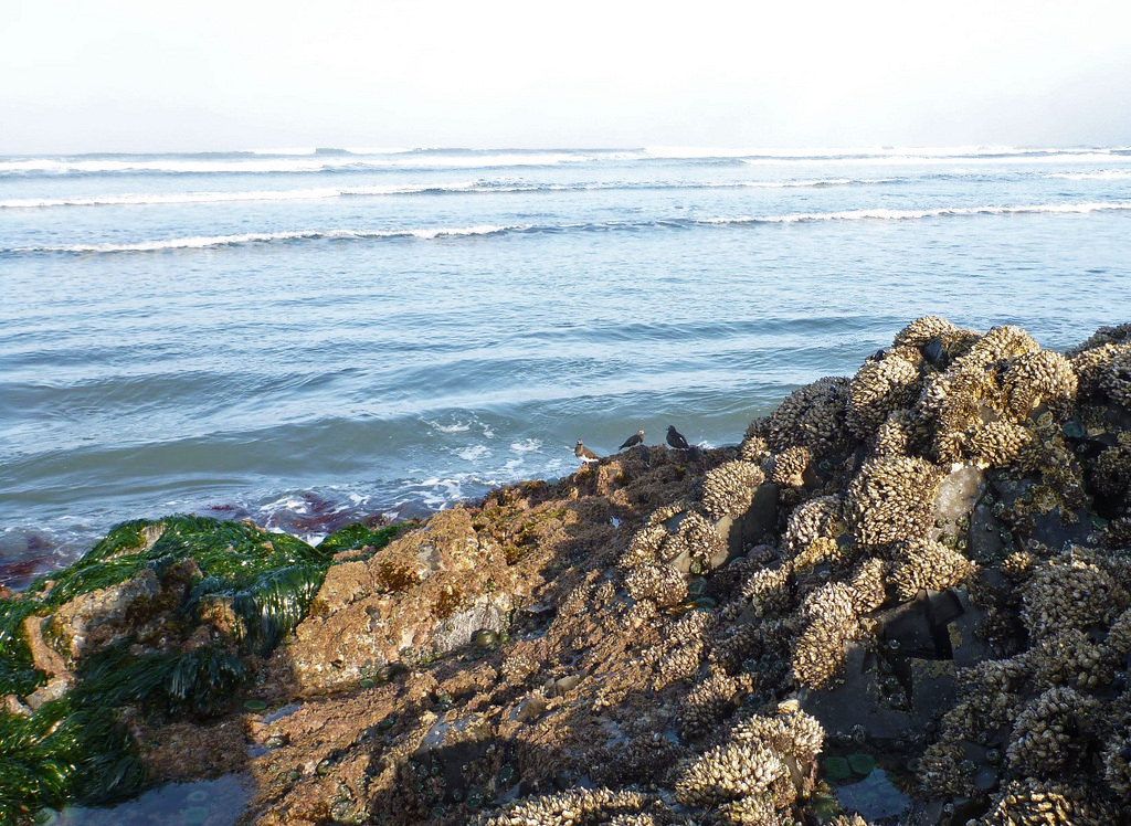 17272189199_0a8766794b_b