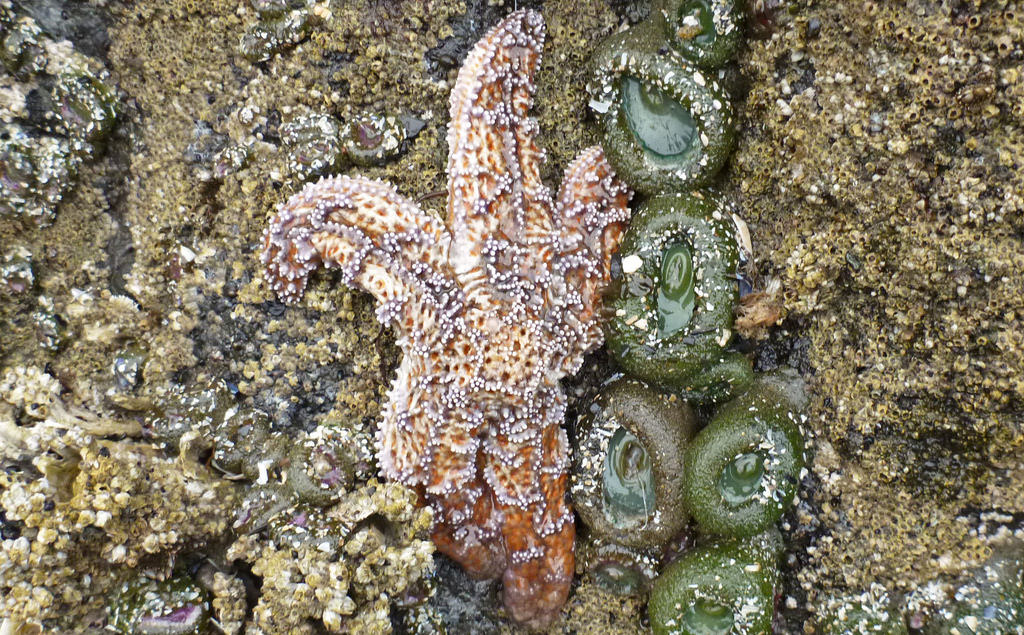 17456060192_5c0cb2fc16_b