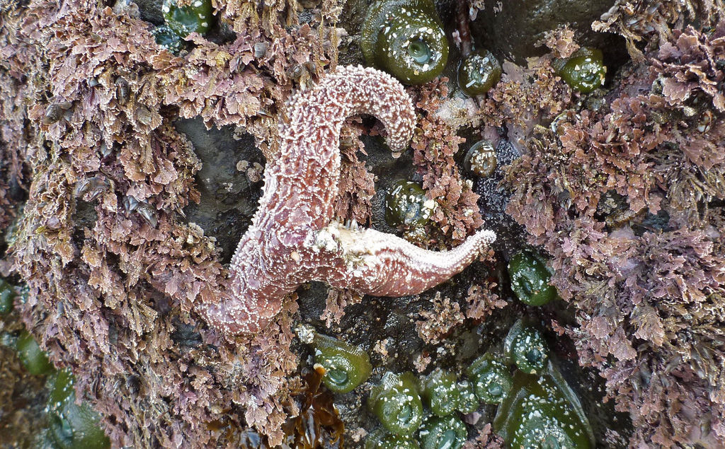 17456133222_274bc1466d_b