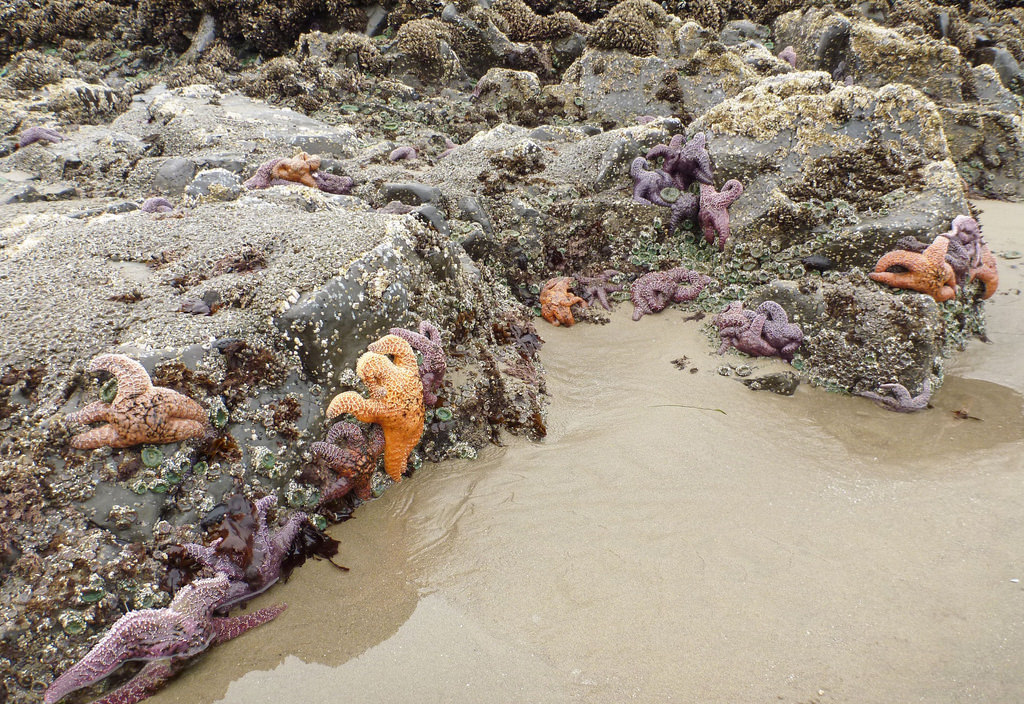 17457759031_bda036f326_b