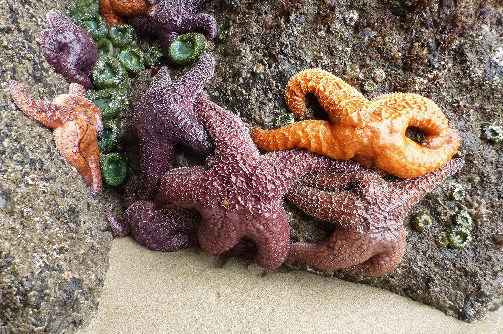 17458061335_19becbd297_b