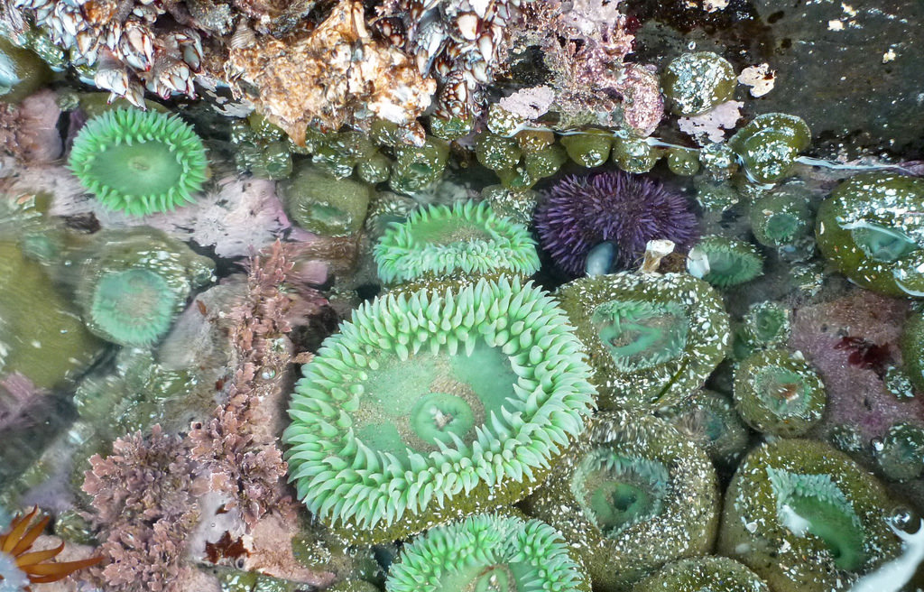 27824131357_d266e4a700_b