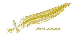 36764884951_908ce338c3_n