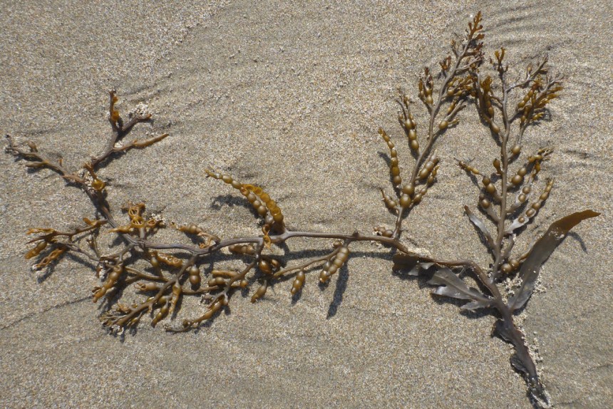 Drift bladder chain on beach sand
