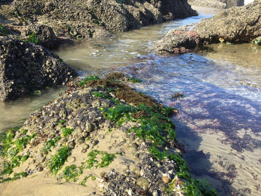 Habitat shot of Analipus perched atop a low boulder in a mix of sand and rock. 
