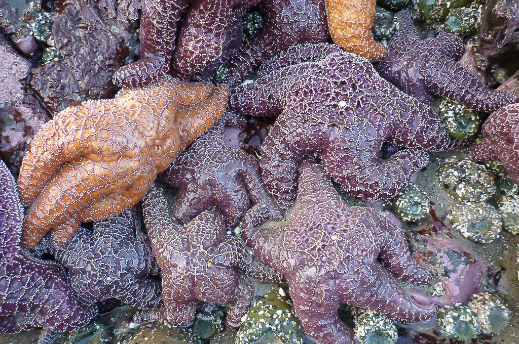 Bunch of Pisaster