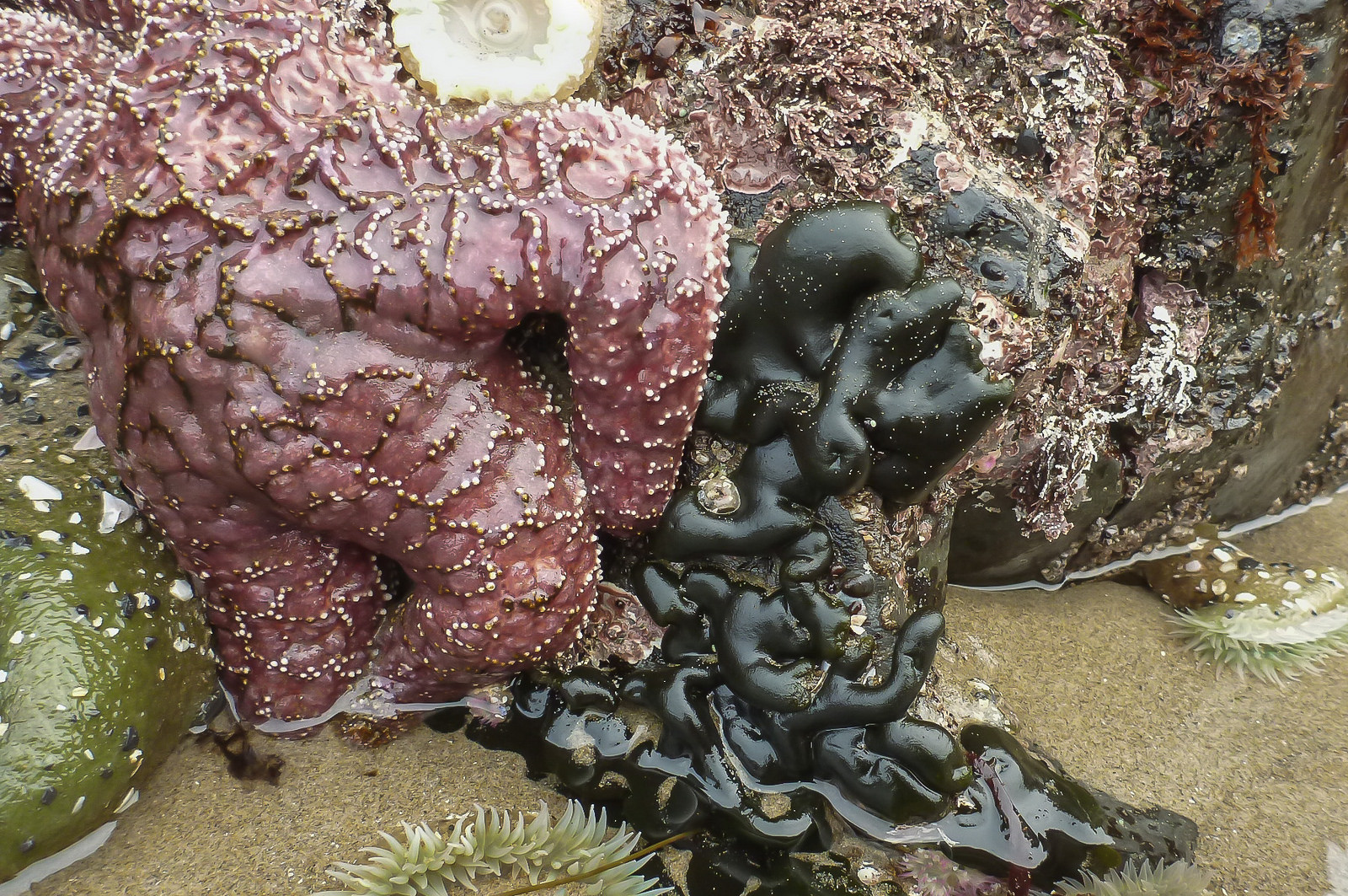 42546716131_39d184bc7d_h