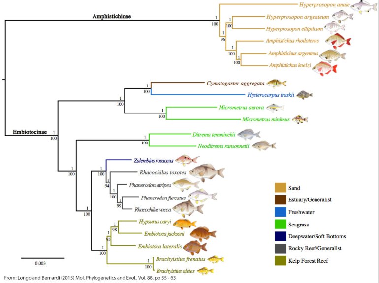 Clades partition by habitat