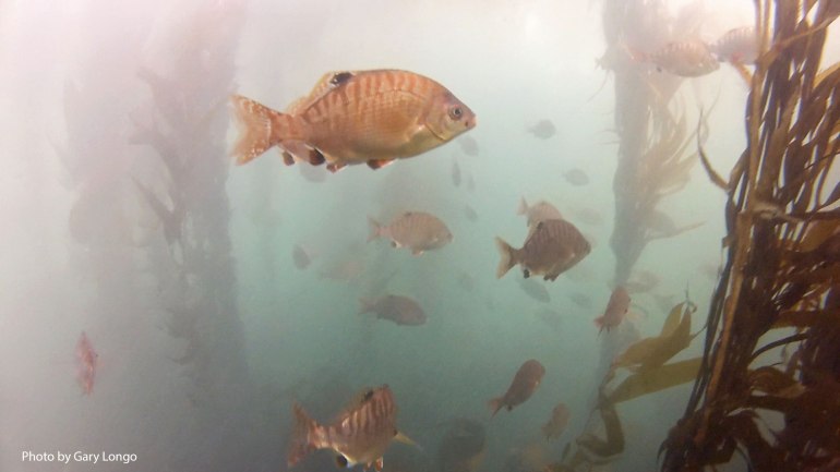 Rainbow seaperch, Hypsurus caryi