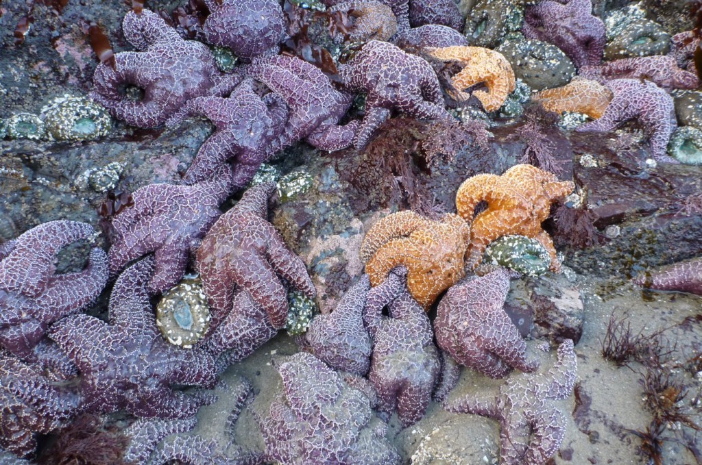 About 25 ochre stars Pisaster ochraceus closely bunched along the sand/rock interface.