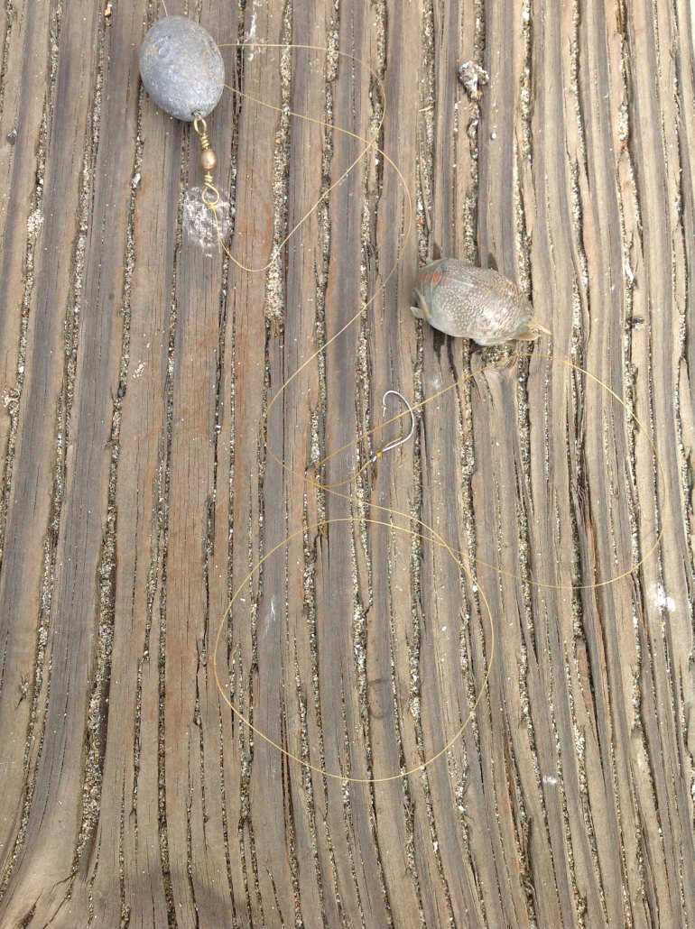 Pier rig and softshell Emerita