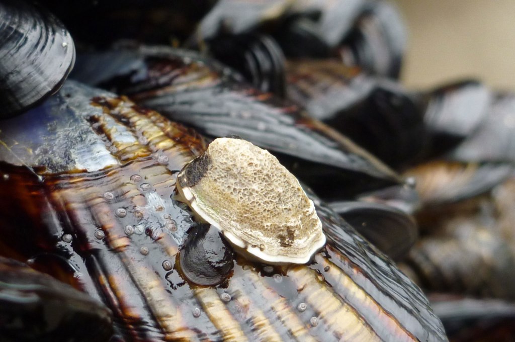 These limpets have a good grip, they hope their mussel host does too
