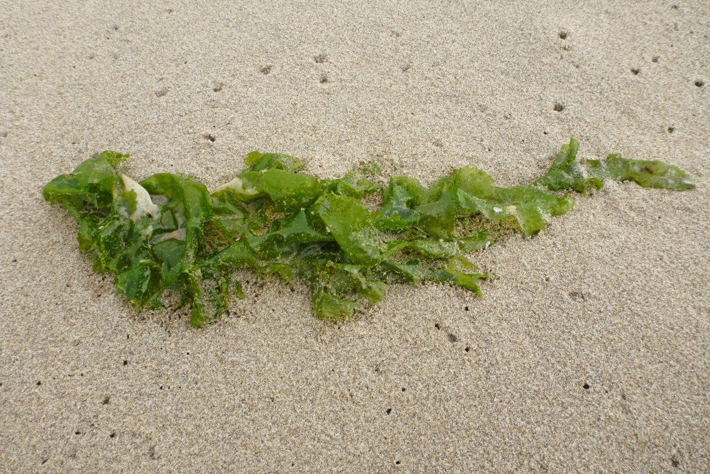 Beach hoppers love fresh beach cast algae