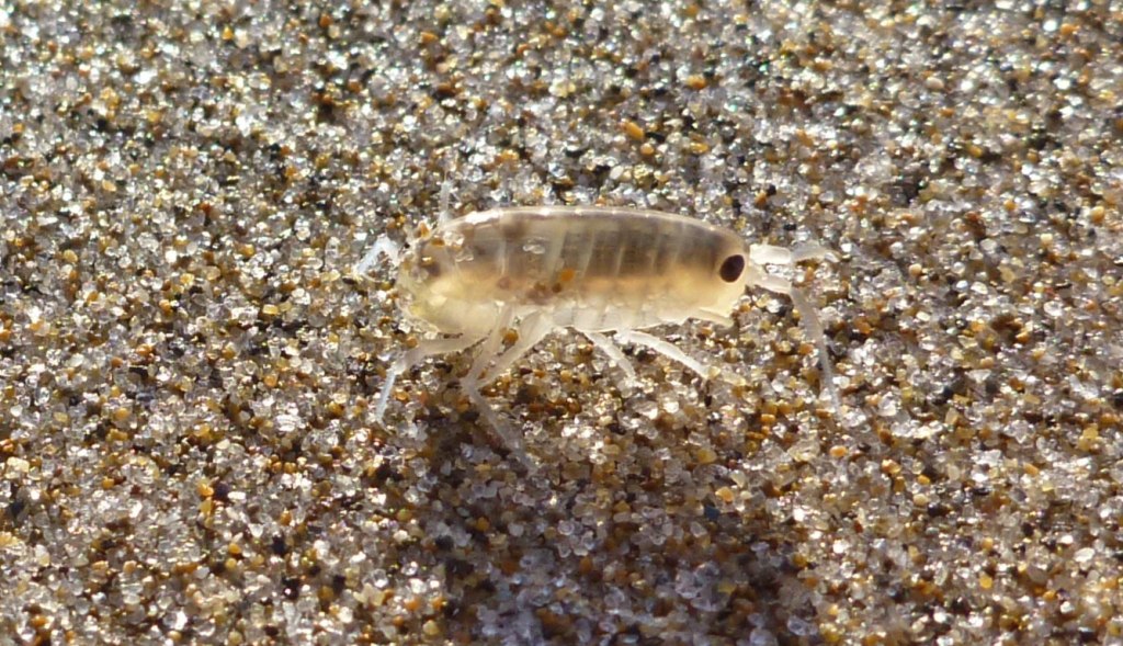 Pale beach hopper, Megalorchestia columbiana
