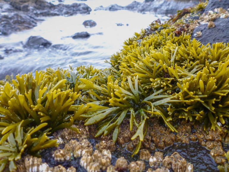 Big rocky tide pool, blurry, in the background