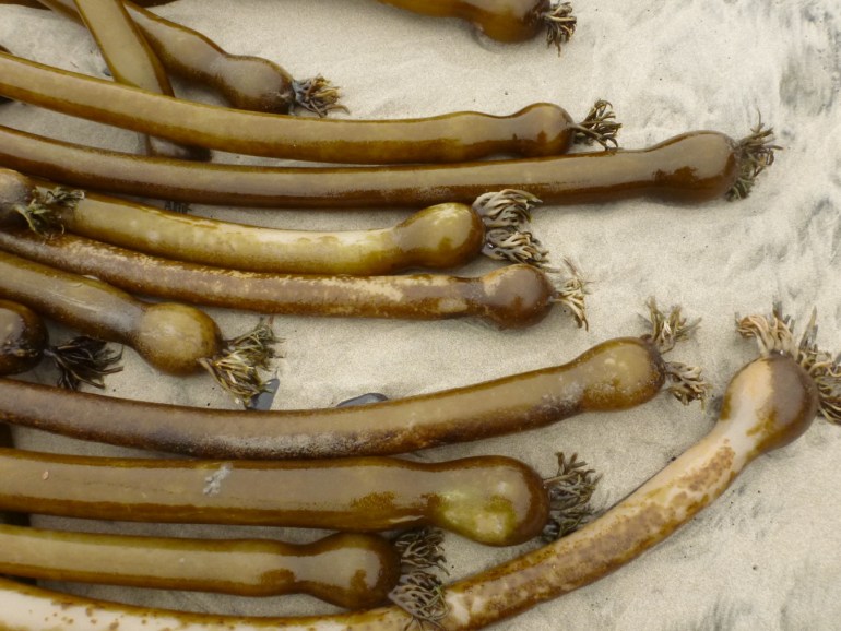Closeup on about a dozen well worn drift bull kelp Nereocystis luetkeana stipes and floats.
