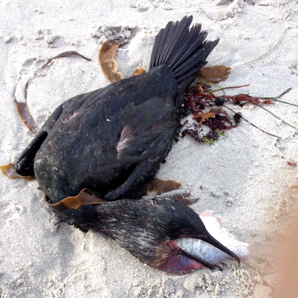 A dead Brandt's Cormorant with a half-swalled male barred surfperch