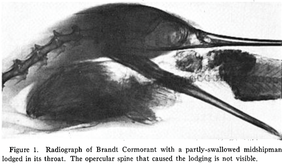 Screen Shot 2016-01-07 at 11.33.32 AM