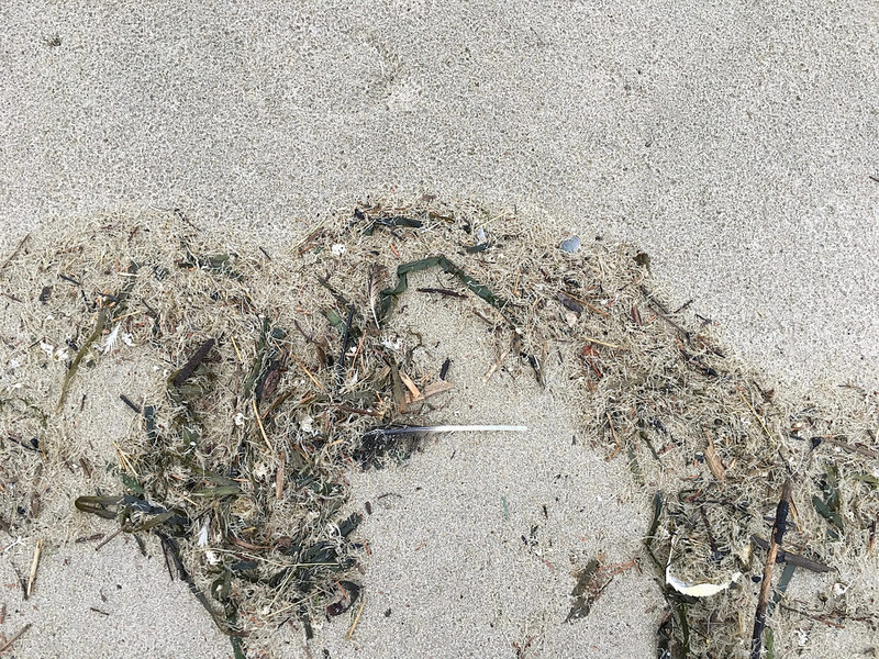 lot of stuff in the drift line, eelgrass, Dungeness crab carapace, mole crab exoskeletons, cellophane tube worm parts