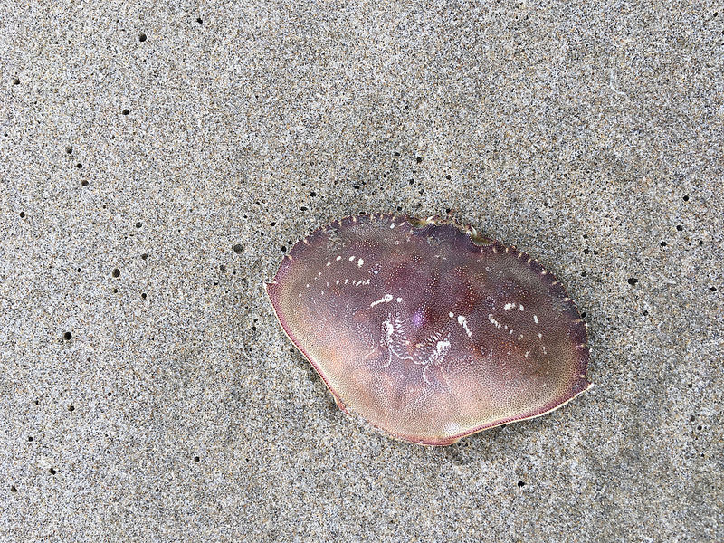 Dungeness crab carapace on sand