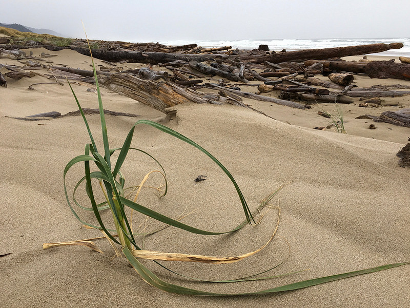 Lone dune grass plant pioneering onto the backshore; wrack line and surf in the background