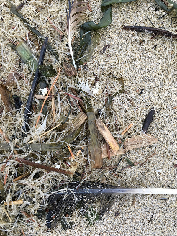 intimate drift line scene, featuring Cellophane tube worm, Spiochaetopterus costarum, casings