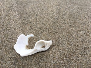 Fat gaper clam chondrophore on sand