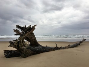 Solitary drift log on the beach; surf and loads in the background