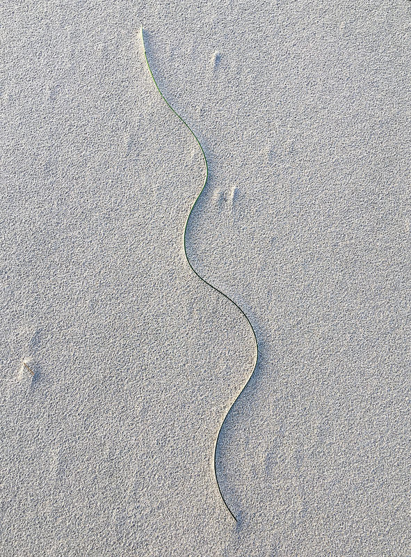 A lone surf grass blade in sand