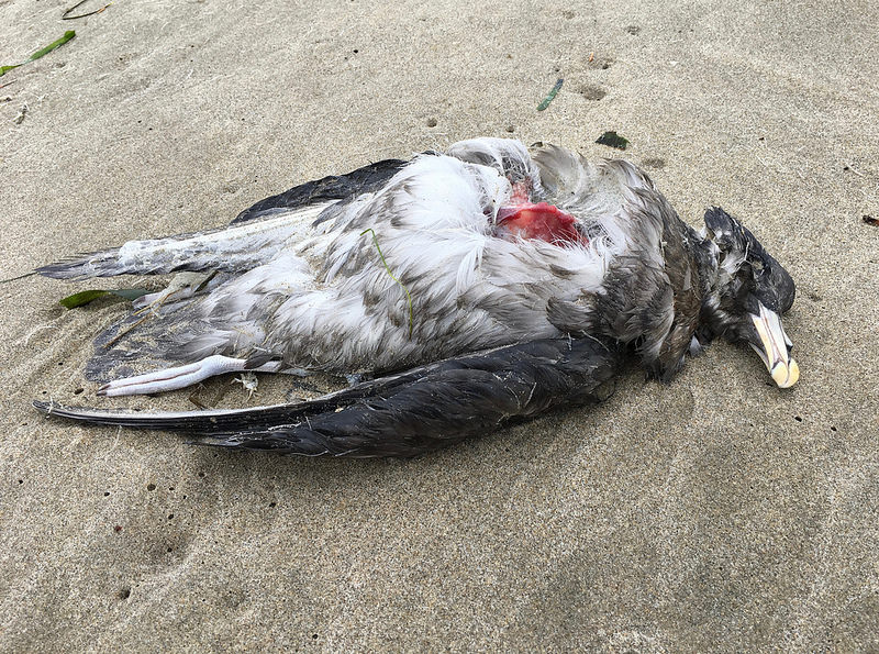 Dead northern fulmar, some breast meat scavenged