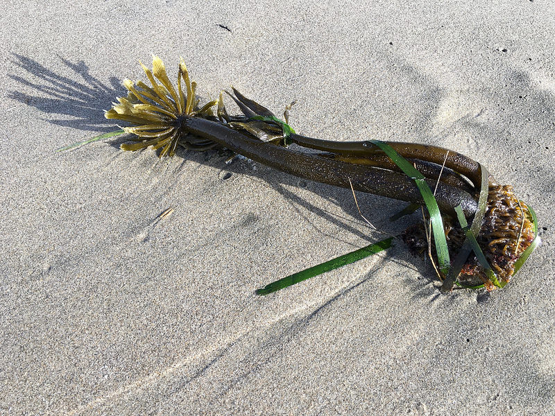 Drift sea palm washed up on the sand
